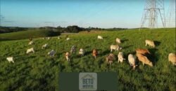 Fazendas/Sítios à Venda em Serrinha/ Campos RJ