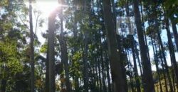 Fazenda São Roque com 96,1 hectares em Gravatal – SC