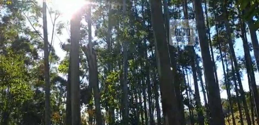 Fazenda São Roque com 96,1 hectares em Gravatal – SC
