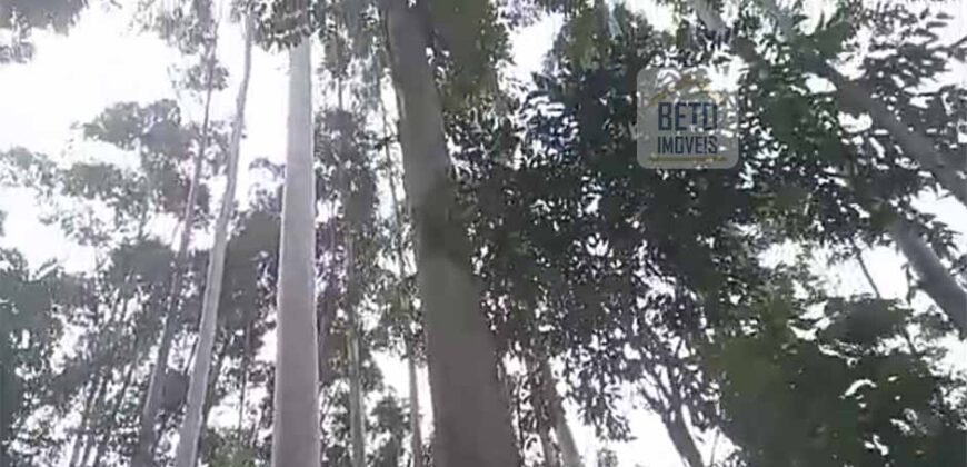 Fazenda São Roque com 96,1 hectares em Gravatal – SC