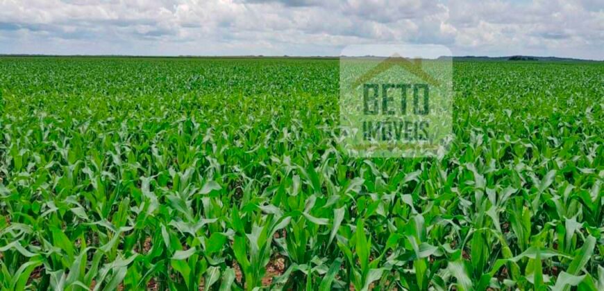 Fazenda com dupla aptidão disponível para venda em Carolina – Maranhão