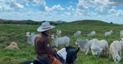 Fazenda à Venda, 6.000 hectares em Nova Olinda do Maranhão – MA