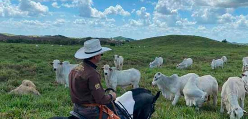 Fazenda à Venda, 6.000 hectares em Nova Olinda do Maranhão – MA