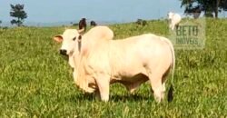 Fazenda à Venda, 6.000 hectares em Nova Olinda do Maranhão – MA