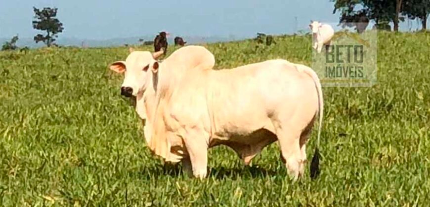 Fazenda à Venda, 6.000 hectares em Nova Olinda do Maranhão – MA