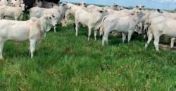 Fazenda à Venda, 6.000 hectares em Nova Olinda do Maranhão – MA