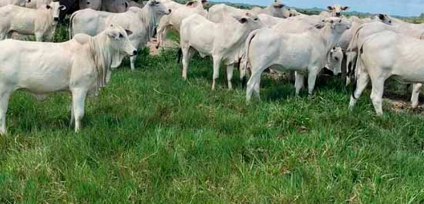 Fazenda à Venda, 6.000 hectares em Nova Olinda do Maranhão – MA