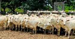 Fazenda à Venda, 6.000 hectares em Nova Olinda do Maranhão – MA