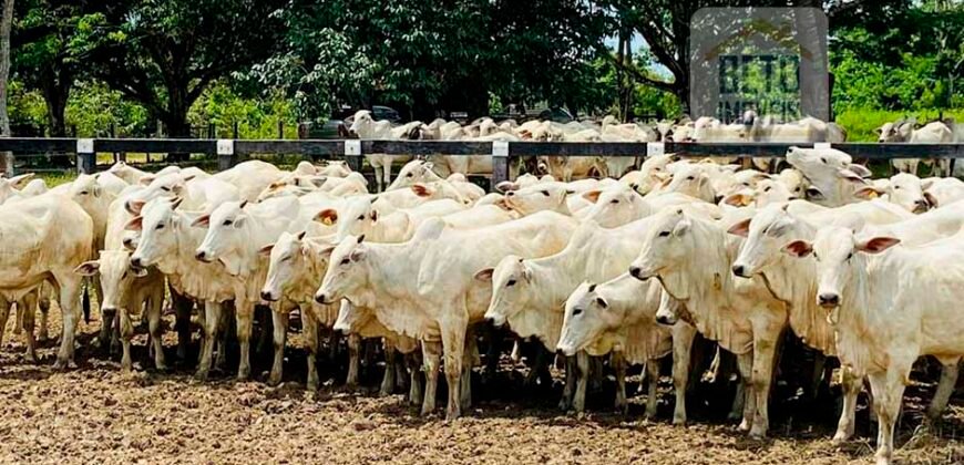 Fazenda à Venda, 6.000 hectares em Nova Olinda do Maranhão – MA