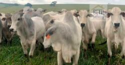 Fazenda à Venda, 6.000 hectares em Nova Olinda do Maranhão – MA