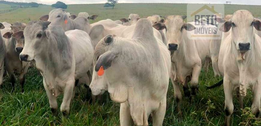 Fazenda à Venda, 6.000 hectares em Nova Olinda do Maranhão – MA