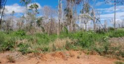 Fazenda com plantação/1574 hectares em União do Sul – MT