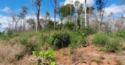 Fazenda com plantação/1574 hectares em União do Sul – MT