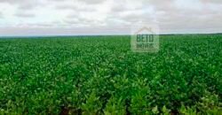 Fazenda com dupla aptidão disponível para venda em Carolina – Maranhão