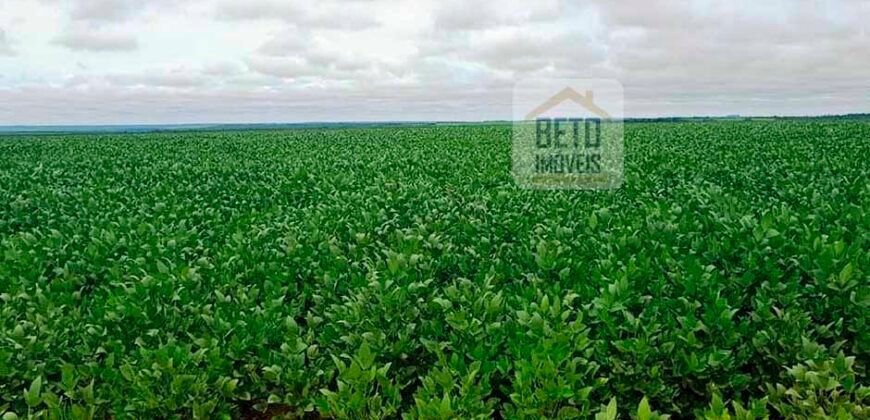 Fazenda com dupla aptidão disponível para venda em Carolina – Maranhão