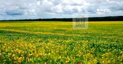 Fazenda com dupla aptidão disponível para venda em Carolina – Maranhão