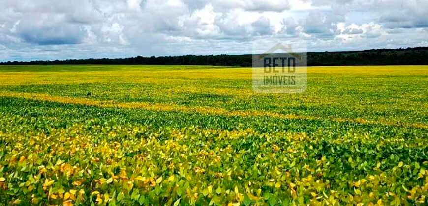 Fazenda com dupla aptidão disponível para venda em Carolina – Maranhão