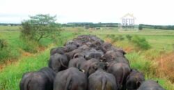Fezenda de Búfula da Campina 298,63 hectares em Santana do Itararé – PR