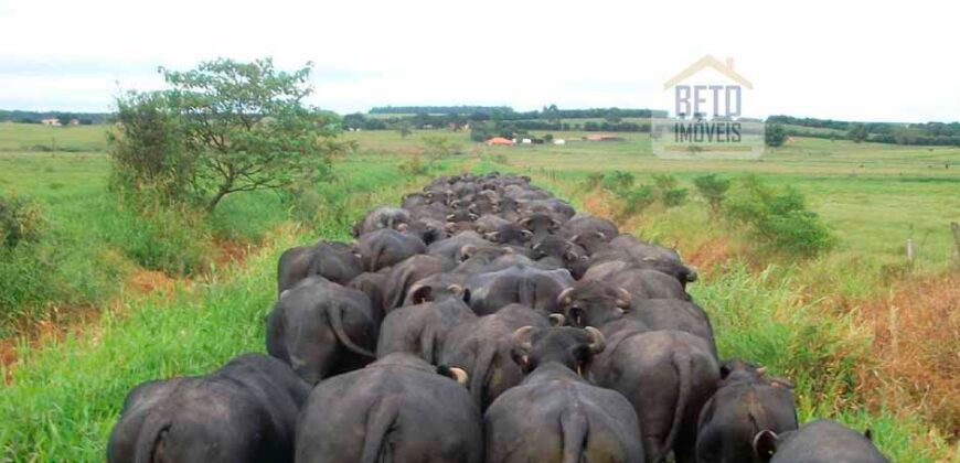 Fezenda de Búfula da Campina 298,63 hectares em Santana do Itararé – PR