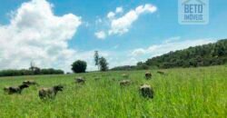 Fezenda de Búfula da Campina 298,63 hectares em Santana do Itararé – PR