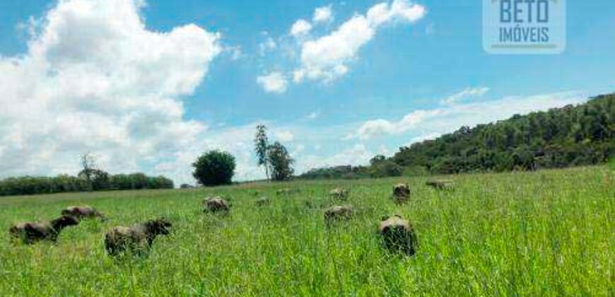 Fezenda de Búfula da Campina 298,63 hectares em Santana do Itararé – PR