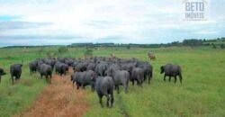 Fezenda de Búfula da Campina 298,63 hectares em Santana do Itararé – PR