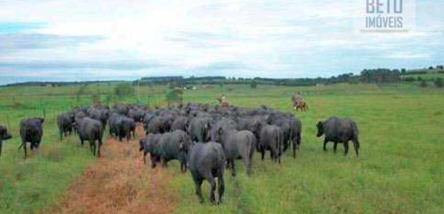 Fezenda de Búfula da Campina 298,63 hectares em Santana do Itararé – PR