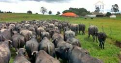 Fezenda de Búfula da Campina 298,63 hectares em Santana do Itararé – PR