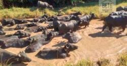 Fezenda de Búfula da Campina 298,63 hectares em Santana do Itararé – PR