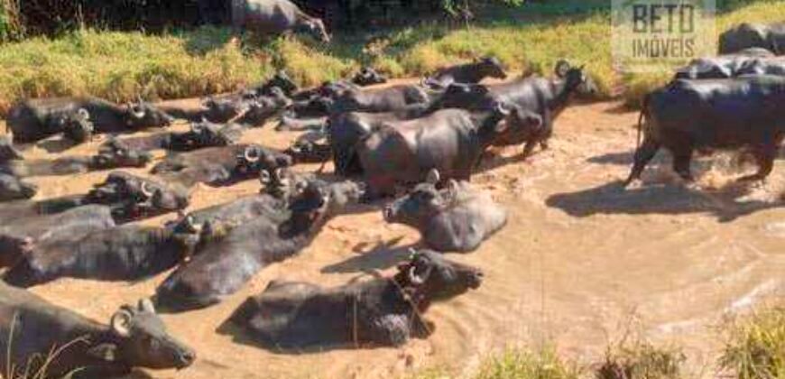 Fezenda de Búfula da Campina 298,63 hectares em Santana do Itararé – PR