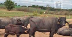 Fezenda de Búfula da Campina 298,63 hectares em Santana do Itararé – PR