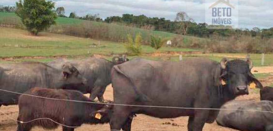 Fezenda de Búfula da Campina 298,63 hectares em Santana do Itararé – PR
