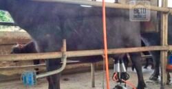 Fezenda de Búfula da Campina 298,63 hectares em Santana do Itararé – PR