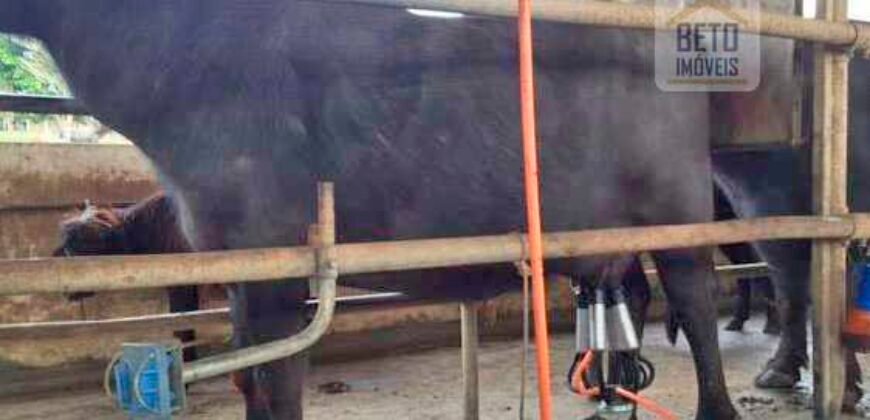 Fezenda de Búfula da Campina 298,63 hectares em Santana do Itararé – PR