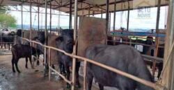Fezenda de Búfula da Campina 298,63 hectares em Santana do Itararé – PR