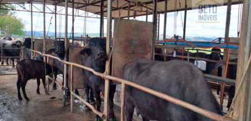 Fezenda de Búfula da Campina 298,63 hectares em Santana do Itararé – PR