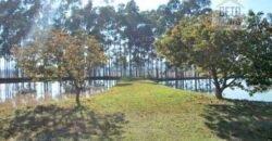 Fezenda de Búfula da Campina 298,63 hectares em Santana do Itararé – PR