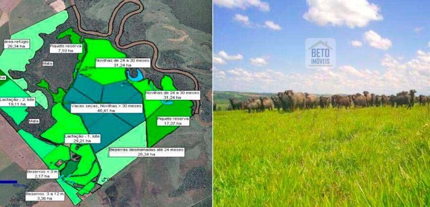 Fezenda de Búfula da Campina 298,63 hectares em Santana do Itararé – PR