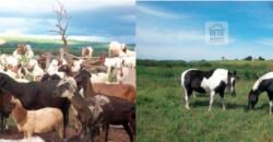 Fezenda de Búfula da Campina 298,63 hectares em Santana do Itararé – PR