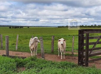 Fazenda em Presidente Kenedy – TO com 3.5843.584 alqueires