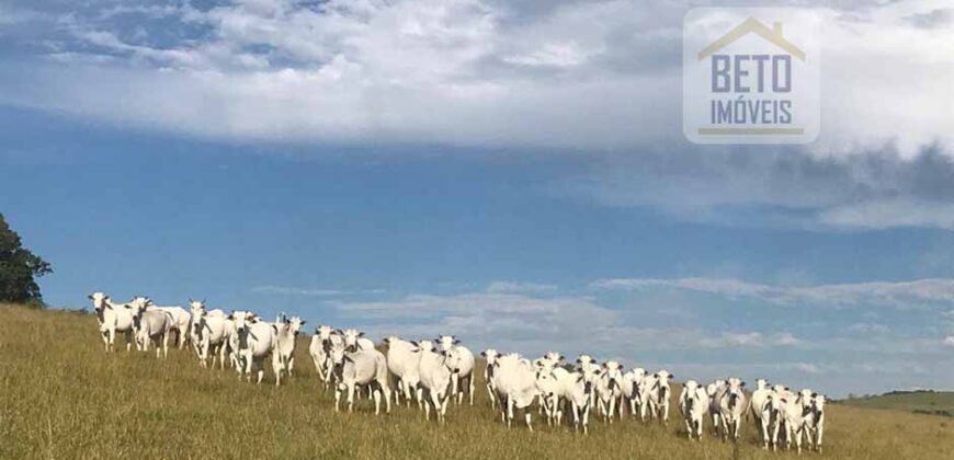 Excelente Fazenda a venda, 934 Alqueires em Paranapanema-SP