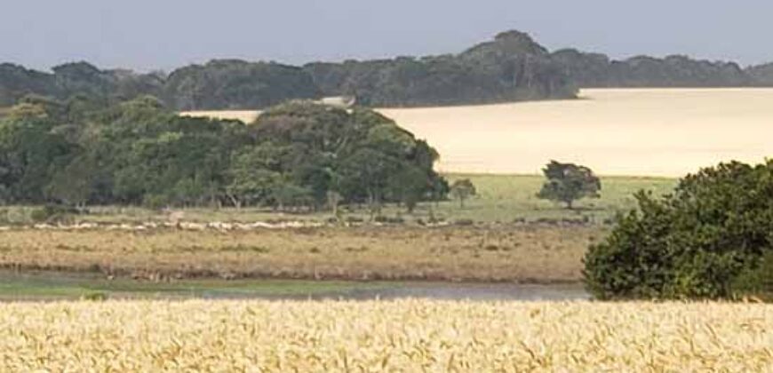 Excelente Fazenda a venda, 934 Alqueires em Paranapanema-SP