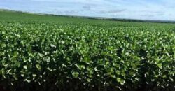 Fazenda Dupla Aptidão, 39.000 hectares no norte de Mato Grosso