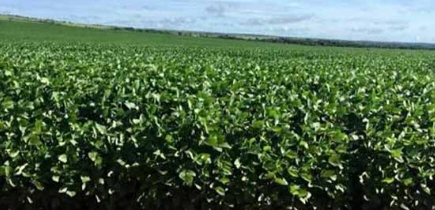 Fazenda Dupla Aptidão, 39.000 hectares no norte de Mato Grosso
