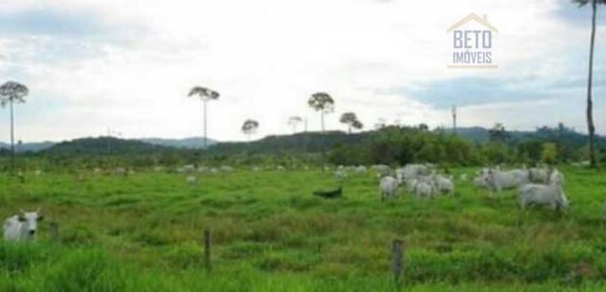 Fazenda Vocacionada p Pecuária 149 mil hectares | Rondolândia/ MT