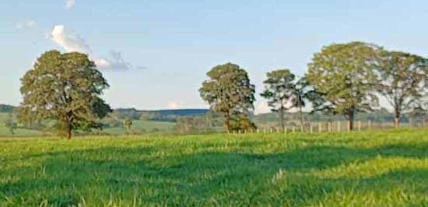 Fazenda Excelente Mansão e Dupla Aptidão Pasto e Plantio | Juquiá e Registro/ SP