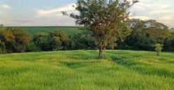 Fazenda Excelente Mansão e Dupla Aptidão Pasto e Plantio | Juquiá e Registro/ SP