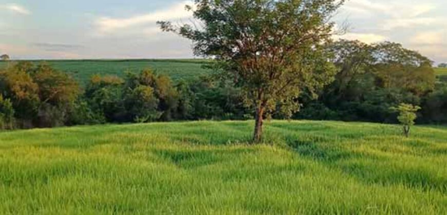 Fazenda Excelente Mansão e Dupla Aptidão Pasto e Plantio | Juquiá e Registro/ SP