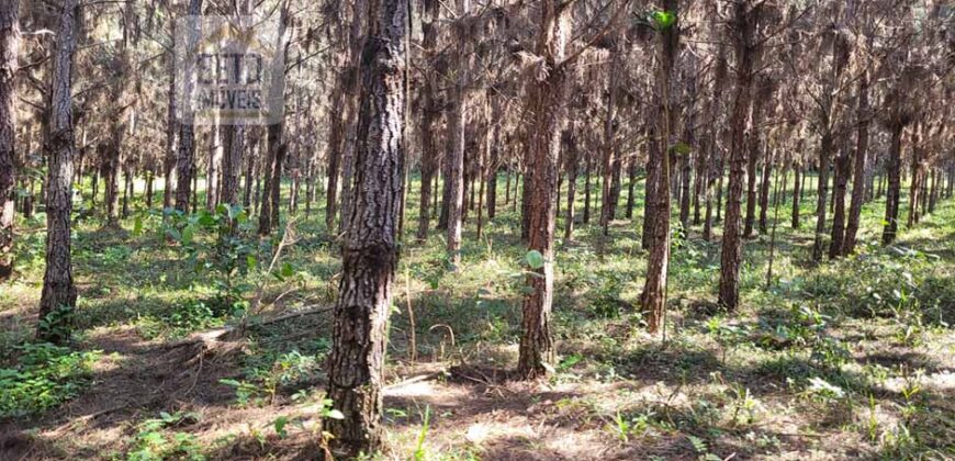 Fazenda Excelente Mansão e Dupla Aptidão Pasto e Plantio | Juquiá e Registro/ SP