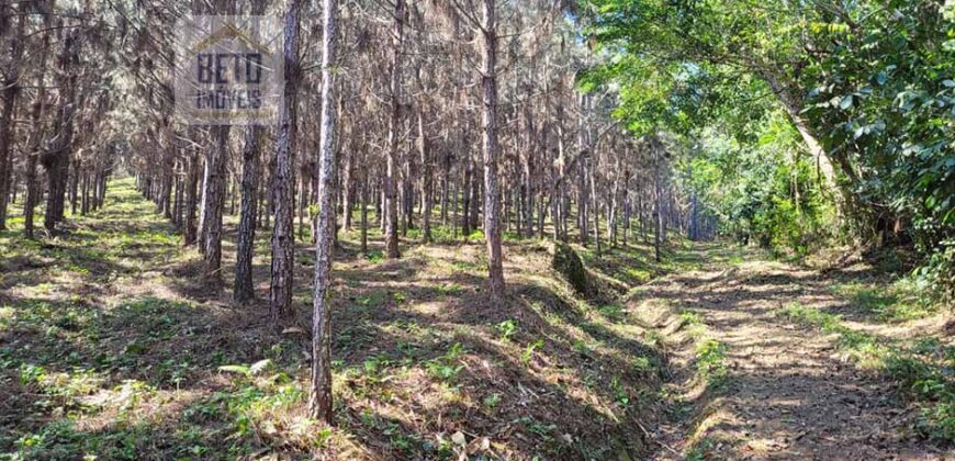 Fazenda Excelente Mansão e Dupla Aptidão Pasto e Plantio | Juquiá e Registro/ SP